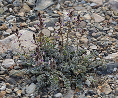 Astragalus layneae