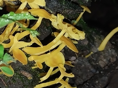 Tricholomopsis aurea