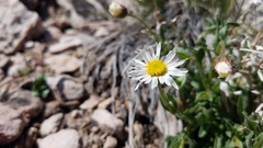 Erigeron nauseosus