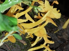 Tricholomopsis aurea