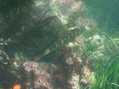 Halichoeres semicinctus