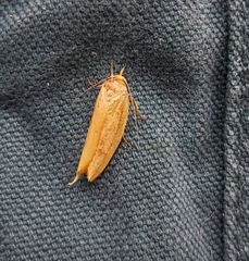 Wingia aurata