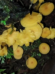 Tricholomopsis aurea