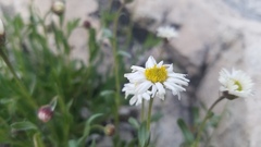 Erigeron nauseosus