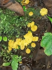 Tricholomopsis aurea