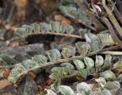 Astragalus layneae
