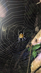 Eriophora ravilla