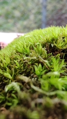 Ptychostomum pseudotriquetrum