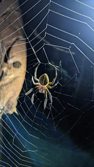 Eriophora ravilla