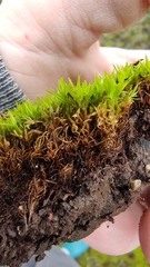 Ptychostomum pseudotriquetrum