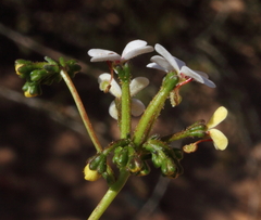 Stylidium corymbosum