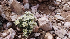 Lepidium ostleri