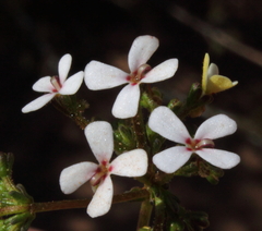 Stylidium corymbosum