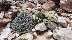 Lepidium ostleri