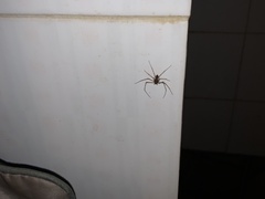 Scytodes globula