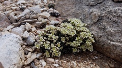 Lepidium ostleri