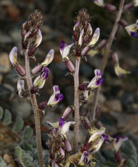Astragalus layneae