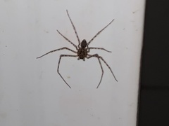 Scytodes globula