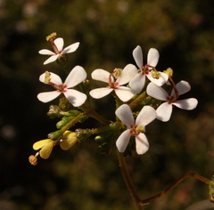 Stylidium corymbosum