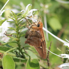 Aguna asander asander