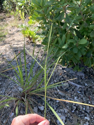 Paspalum laxum observed 2023-01-23