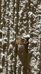 Elophila icciusalis