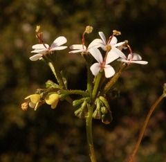Stylidium corymbosum