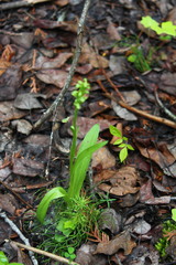 Platanthera aquilonis