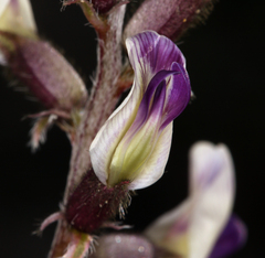 Astragalus layneae