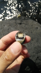 Nerita costata