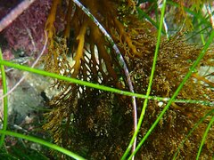 Stephanocystis