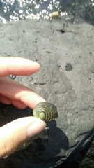 Nerita costata