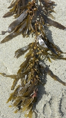 Sargassum sinclairii