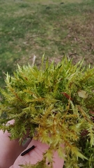 Calliergonella cuspidata