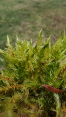 Calliergonella cuspidata