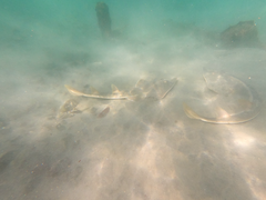 Pseudobatos productus