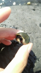 Nerita costata