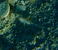 Fusigobius