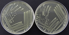 Staphylococcus epidermidis