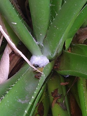 Boana pulchella