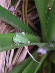 Boana pulchella