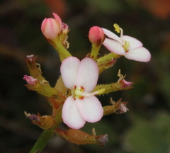 Stylidium junceum