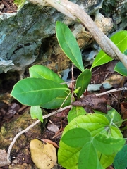 Elaeodendron xylocarpum