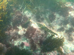 Halichoeres semicinctus