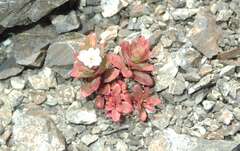 Epilobium pycnostachyum