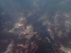 Atractoscion nobilis