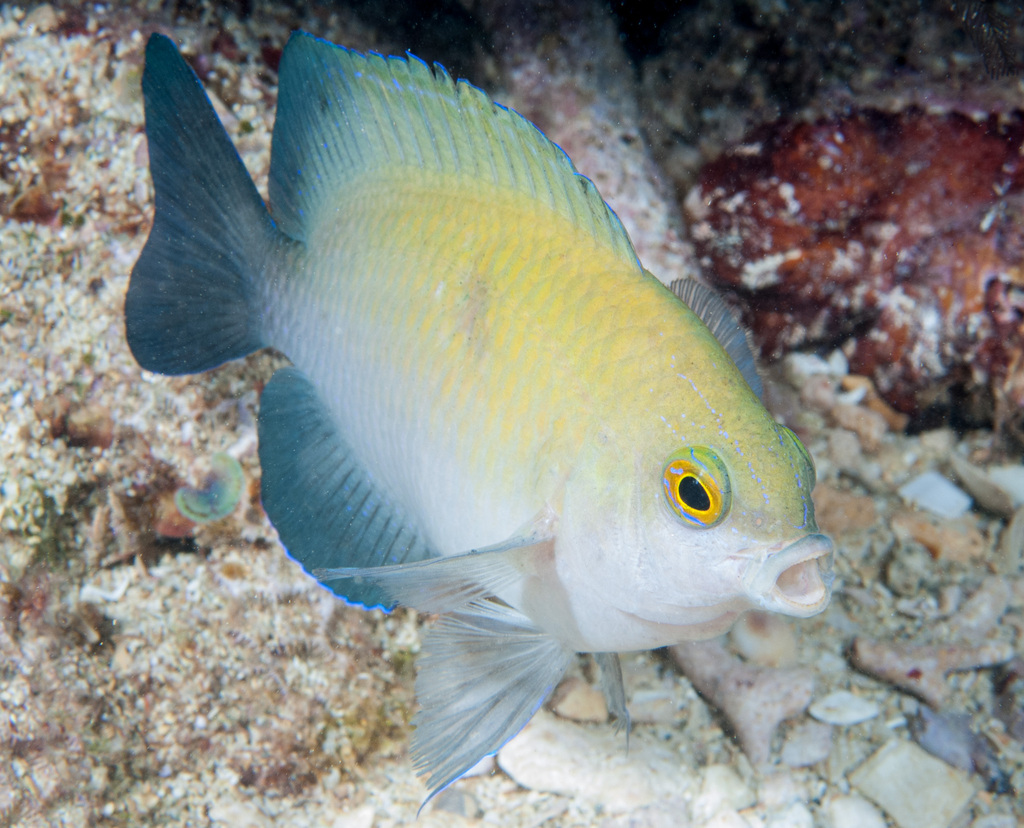 Miller's Damselfish