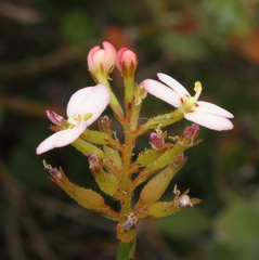 Stylidium junceum