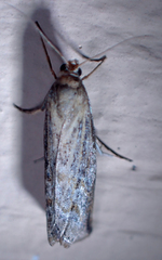 Neodactria luteolellus