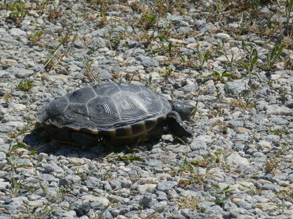 Northern Diamondback Terrapin from 2501-2599 Refuge Entrance Rd, Smyrna ...